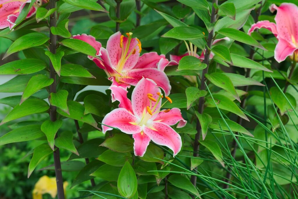 アラフォーが息が臭いのを消すためのおすすめ歯磨き粉は？