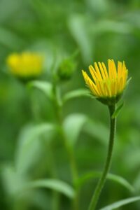 アラフォーの口臭を治すために効果的なサプリは？