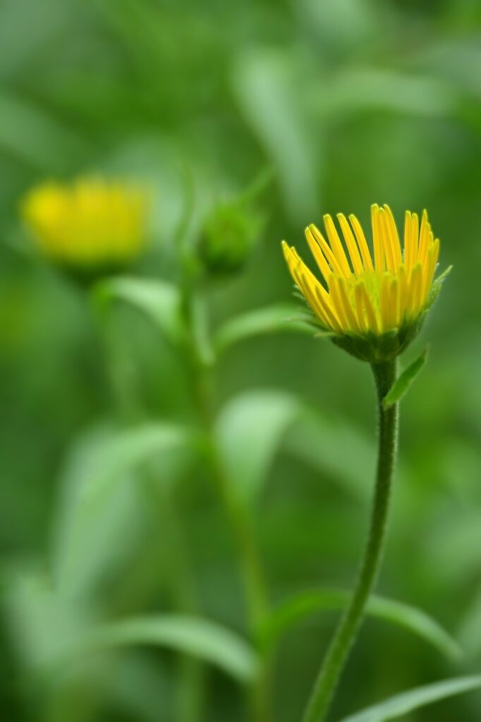 アラフォーの口臭を治すために効果的なサプリは？