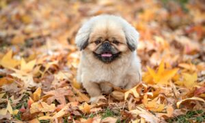 アラフォーの口臭改善に効果的なサプリは何ですか？