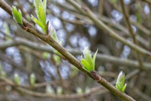 40代の口臭の予防にはどんな原因を知っておくべきか？