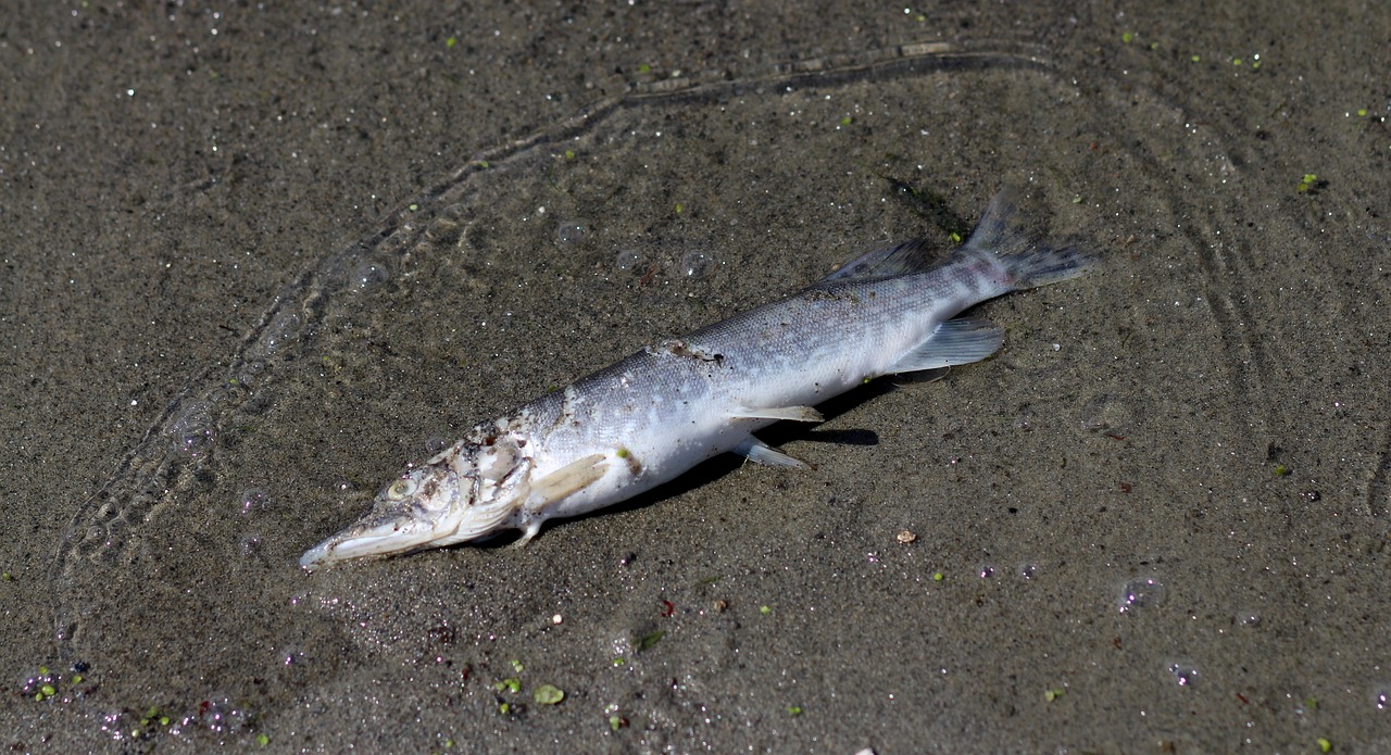 40代女性のための口臭と舌苔の関係とは？